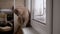 Beautiful Gray British Cat Plays with a Ball on Windowsill. Playful, Active Pet