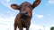 Beautiful Gray bull calf Grazing on Meadow and Smelling the camera on Sky Background