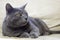 Beautiful gray cat breed blue burmese lies on the couch horizontal