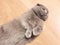 Beautiful gray cat, breed Scottish Fold, lying on the floor paws up