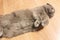 Beautiful gray cat, breed Scottish Fold, lying on the floor paws up