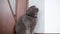 Beautiful gray cat breed Scottish Fold, sitting in a room by the door.