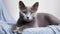 Beautiful Gray Cat Breeds Russian Blue Sitting on Pillow AI Generated