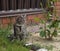 Beautiful gray cat in a collar with a leash sits in the garden on a flower bed