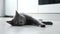 beautiful gray cat with a disgruntled muzzle twirls its tail while lying on the floor