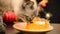 beautiful gray cat eats cake from the table during the holiday. A hungry domestic cat is sitting at a table at home.