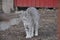 beautiful gray cat looks into the distance