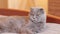 A beautiful gray cat is resting on the bed. British cat close-up