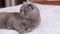 A beautiful gray cat is resting on the bed. British cat close-up