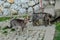 Beautiful gray cat standing on concrete in nature surrounded by green grass.Domestic animal.Outdoor