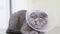 A beautiful gray fluffy cat in a veterinary collar sits and rests.