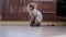 A beautiful gray fold trimmed cat sits on the floor and looks at the camera.