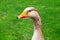 Beautiful gray geese, perigord geese walk on green lawn in summer on goose farm. Goose meat, French foie gras delicacy, poultry on