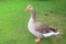 Beautiful gray geese, perigord geese walk on green lawn in summer on goose farm. Goose meat, French foie gras delicacy, poultry on