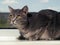 A beautiful gray green-eyed cat with black and white stripes lies on the windowsill and looks a little away from the