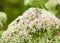 Beautiful Gray Hairstreak Butterfly on Flowers