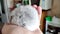 Beautiful gray hamster in the owner\'s hand