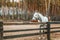 Beautiful gray horse in the arena behind a fence in a pine fores