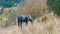 A beautiful gray horse grazes on a hillside in Carpathian mountains