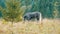 A beautiful gray horse grazes on a hillside in Carpathian mountains