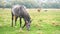 Beautiful gray horse grazing in green grassland summer field.