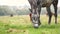 Beautiful gray horse grazing in green grassland summer field.