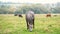 Beautiful gray horse grazing in green grassland summer field.