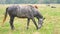 Beautiful gray horse grazing in green grassland summer field.