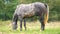 Beautiful gray horse grazing in green grassland summer field