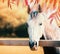 Beautiful gray horse head at paddock fence at autumn nature background