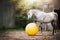 Beautiful gray horse play big yellow ball in sand