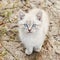 Beautiful gray kitten with blue eyes. Pet. Animal shelter. Abandoned cat. Stray sad kitten on street after  rain. Concept of