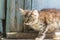 Beautiful gray kitten treads gently on the boards