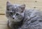 Beautiful Gray Long Haired Baby Kitten Closeup