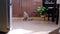 A beautiful gray lop-eared trimmed cat runs around the kitchen