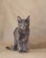 Beautiful Gray Manx mix Maine Coon Kitten