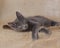 Beautiful Gray Manx mix Maine Coon Kitten