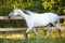 Beautiful gray mare horse running alongside fence on forest background in evening sunlight in summer