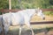 Beautiful gray mare horse walking in paddock in evening sunlight