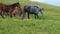 A beautiful gray mare walking through a high mountain pasture. Brown horses graze in the background. Green grass, yellow