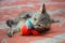 Beautiful gray mongrel kitten playing with a toy
