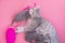 Beautiful gray mother cat lies with her kittens on a rose background
