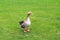 Beautiful gray perigord geese walk on green lawn in summer on goose farm. duck geese meat, French foie gras delicacy, poultry on