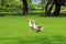 Beautiful gray perigord geese walk on green lawn in summer on goose farm. duck geese meat, French foie gras delicacy, poultry on