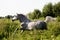 Beautiful gray pony running at the pasture