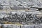 Beautiful gray rock wall in Burren Ireland