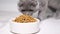 A beautiful gray Scottish tabby kitten eats dry food. Complete nutrition for kittens