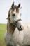Beautiful gray shagya arabian foal posing on pasture