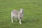 A beautiful gray sheep walks on the fresh green grass in the village