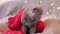 A beautiful gray shorthair cat in a red scarf